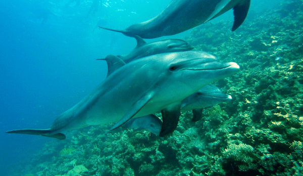 Dolphin Encounters Florida
