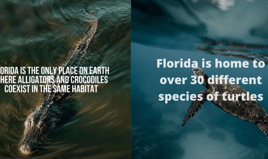 Florida Fun Facts