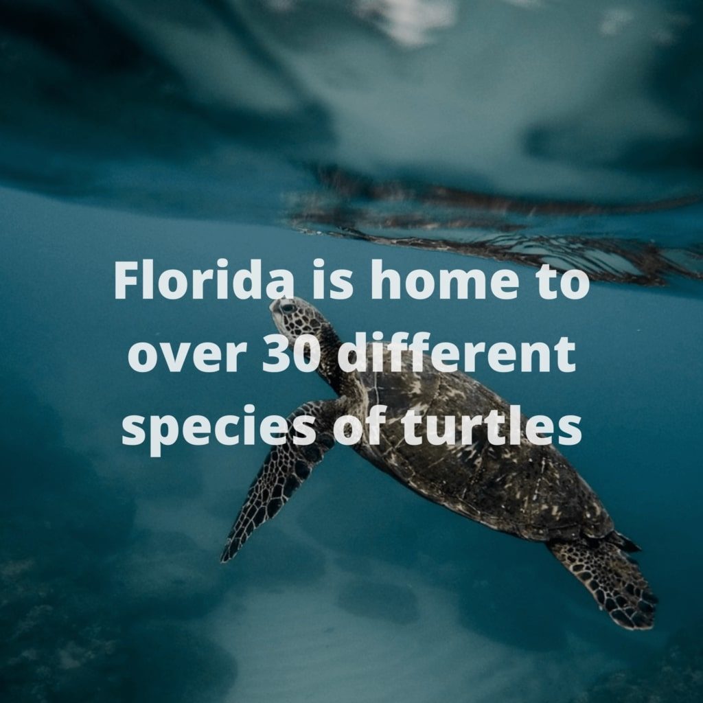 Florida Fun Facts - Florida is home to over 30 different species of turtles. 
